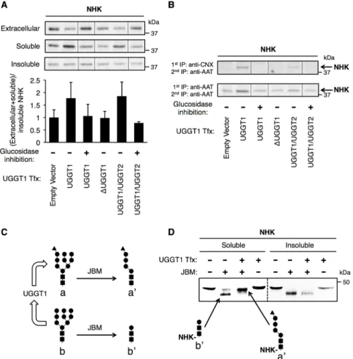 FIGURE 3:  UGGT1 promotes solubility of NHK through monoglucosylation activity. 