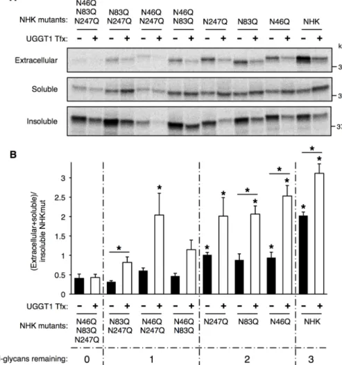 FIGURE 6:  UGGT1-mediated solubility of NHK requires N-glycan on NHK. (A) Analysis of NHK  N-glycosylation mutants in transfected Uggt1 −/−  MEFs