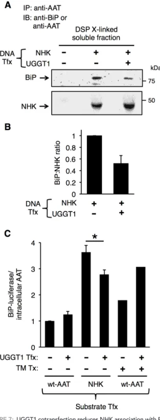 FIGURE 7:  UGGT1 cotransfection reduces NHK association with BiP  and reduces expression from the BiP promoter