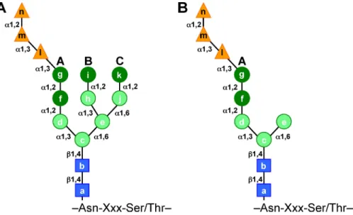 Figure  8.  Structure  and  composition  of  N-linked  glycans.  (A)  The  Asn-linked  core  oligosaccharide is composed of two  N-acetyl-glucosamines (squares), nine mannoses (circles;  