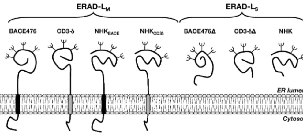 Figure 1.  Schematic representation of the seven  canonical  ERAD  substrates  used  in  this  study