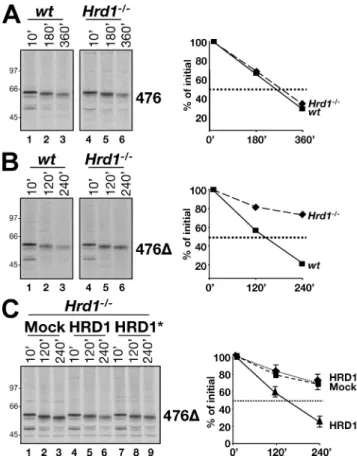 Figure  2.  Involvement  of  HRD1  in  disposal  of  membrane-tethered  and  soluble BACE476