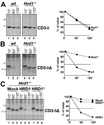 Figure  3.  Involvement  of  HRD1  in  disposal  of  membrane-tethered  and  soluble CD3-