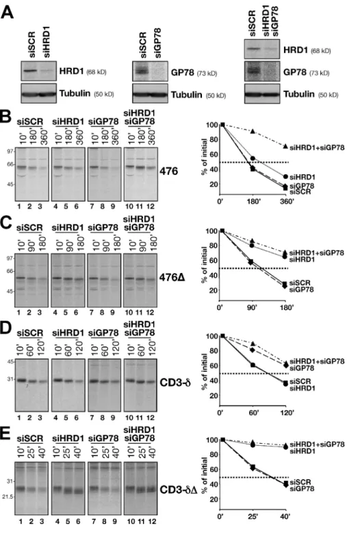 Figure  4.  Consequences  of  HRD1  and  GP78  down-regulation on degradation of  membrane-tethered and soluble variants of BACE476 and  CD3-