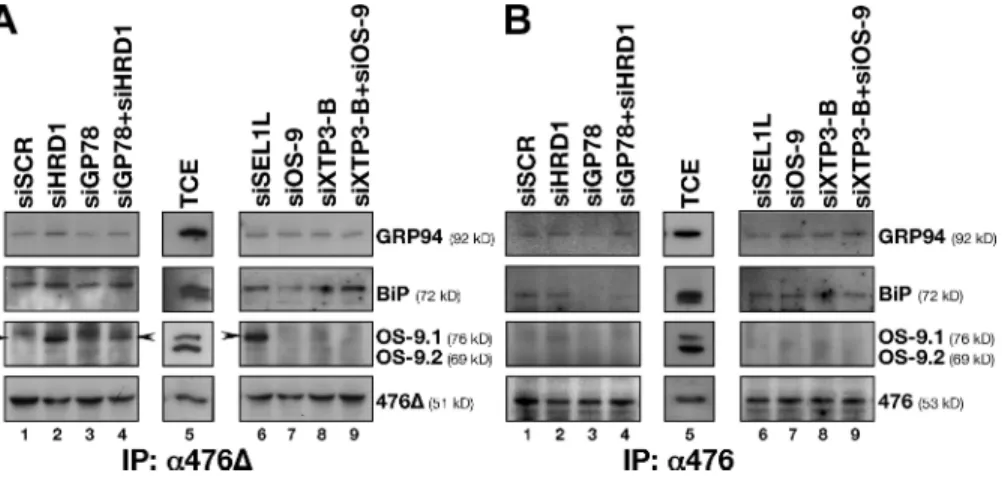 Figure 6.  Trapping of BACE476∆ by OS-9.1   upon  inactivation  of  the  HRD1  pathway