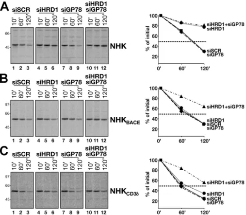 Figure 7.  Involvement of HRD1 and GP78 in  disposal  of  soluble  and  membrane-tethered  NHK  variants