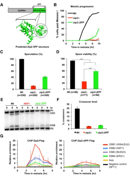 Figure 4. The XPF domain of Zip2 is important for its pro-CO activity. (A) Schematic representation of the Zip2 protein and its XPF domain and the  predict-ed 3D structure of the XPF domain of Zip2