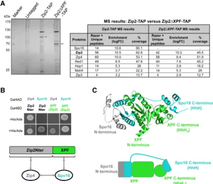 Figure 5. Zip2 and Spo16 form a XPF – ERCC1-like heterodimer that recognizes branched DNA  struc-tures