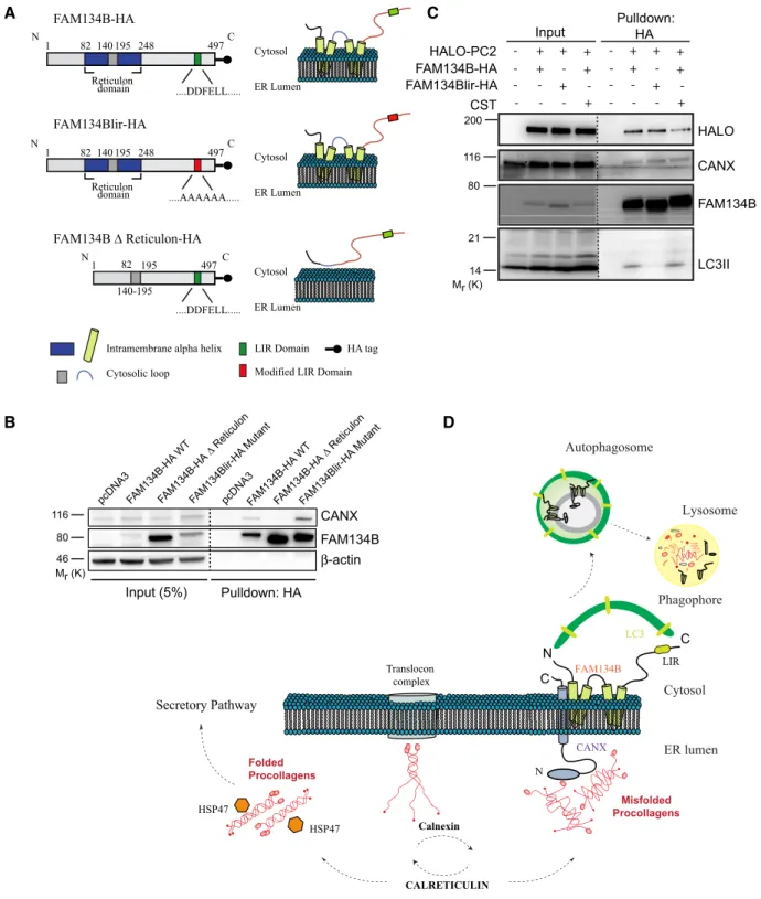 Figure 7 . CANX and FAM 134 B interact and deliver PC to autophagosomes.