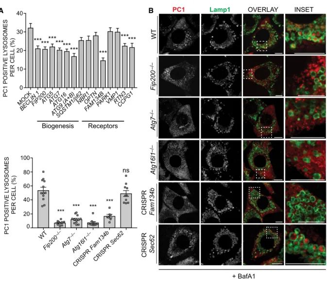 Figure 3 . FAM 134 B is required for autophagy recognition of PC 1 .