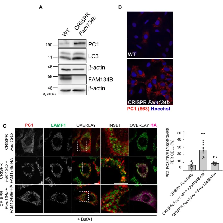 Figure 4. PC1 accumulates intracellularly in cells lacking Fam134b.