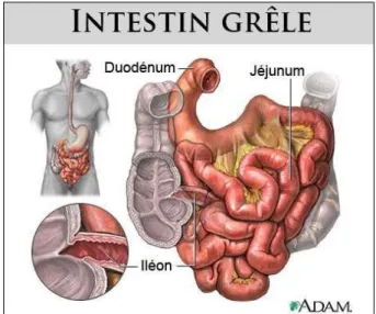 Figure 1. : Schéma de l’intestin grêle 