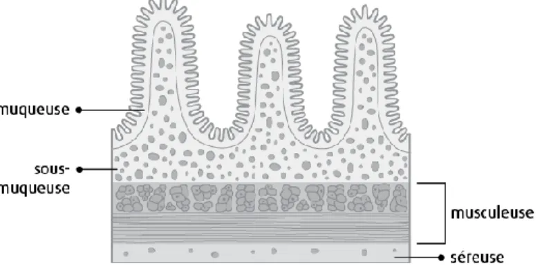 Figure 2. Schéma des couches de l’intestin grêle  Ces couches sont composées de : 