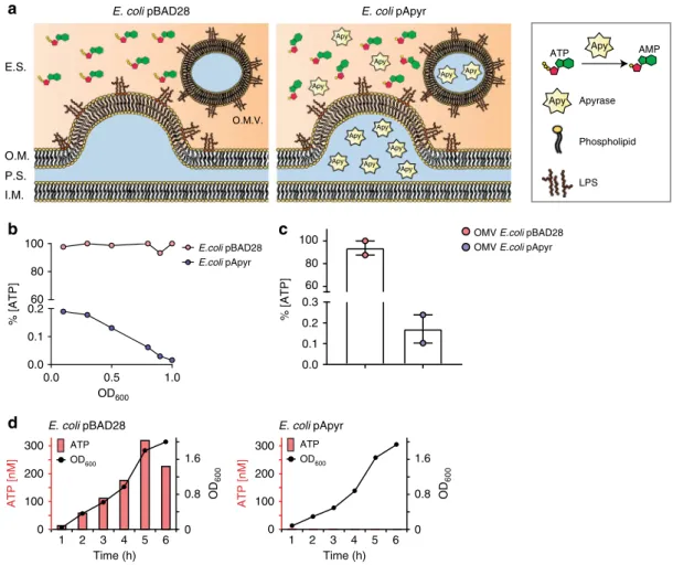 Fig. 2 Apyrase release by E. coli. a Schematic model of apyrase release by E. coli (E.S., extracellular space; O.M., outer membrane; P.S., periplasmic space; I.