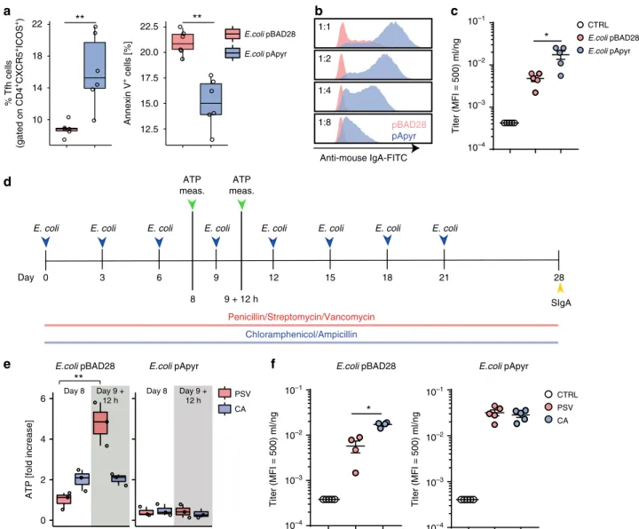 Fig. 3 Induction of anti-E. coli SIgA by expression of apyrase. a Statistical analysis by ﬂ ow cytometry of Tfh cells and Annexin V + cells within Tfh cells from PPs of mice immunized with E.coli pBAD28 or E.coli pApyr at day 22