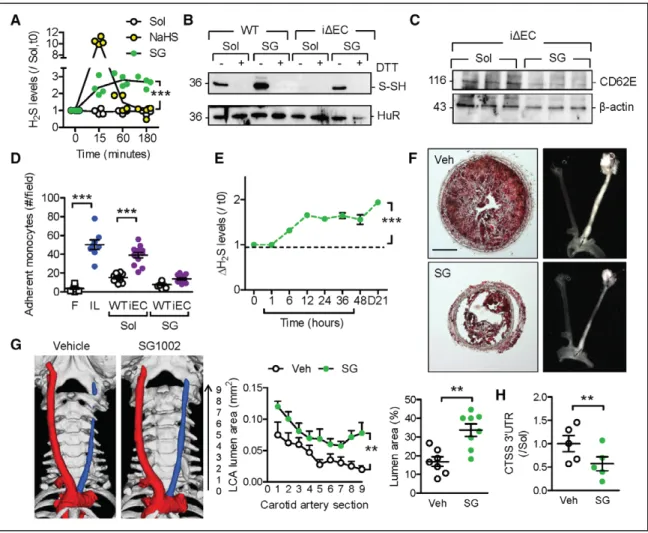 Figure 6. Effect of SG1002 (SG) on the phenotype of ApoExCSE ΔEC  mice.  