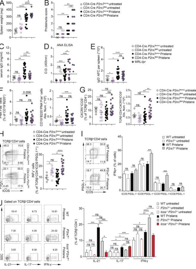 Figure 7. Increased PIL severity and IFN-γ secretion by ICOS + PSGL-1 lo/−  CD4 T cells in mice with conditional deletion of P2rx7 in T cells