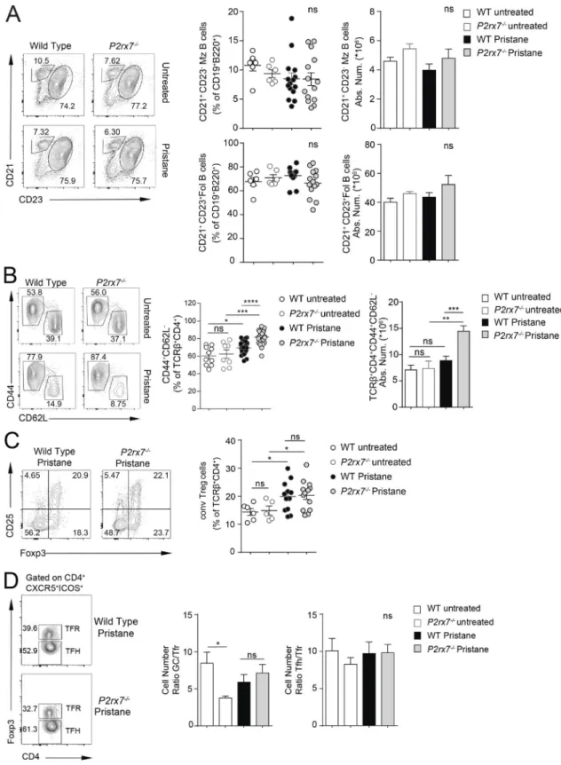 Figure S1. Phenotypic analysis of B cells, T effector cells, and T reg cells in WT and P2rx7 −/−  mice