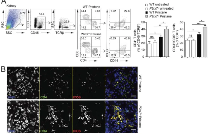 Figure S2. Increase of ICOS +  CD4 T cells in kidneys in pristane-treated P2rx7 −/−  mice