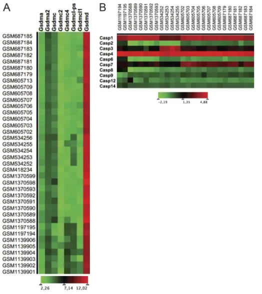 Figure S3. Gasdermins and caspases expression in naive CD4 and Tfh cells. (A) Heat map representing the log2 expression levels of genes encoding  mouse gasdermins in CD4 naive and Tfh cells based on data derived from publicly available gene expression data
