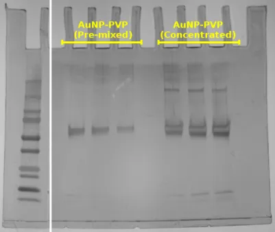 Figure S6. SDS-PAGE gel of AuNP-PVP incubated in complete media supplemented with 10% fetal bovine serum after administration via the pre-mixed or concentrated approach