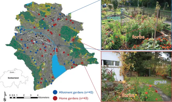 Fig. 1. Typical examples of home (red) and allotment (blue) gardens of Zurich. Within each of the 85 urban gardens, two sampling sites were chosen according to the main garden land-use types: crops, forbs and grass.