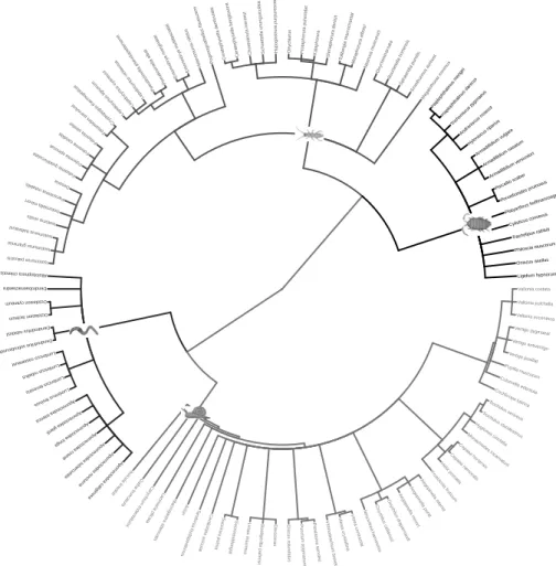 Figure B.3: Phylogenetic tree of decomposer organisms based on the open tree of life project [9]