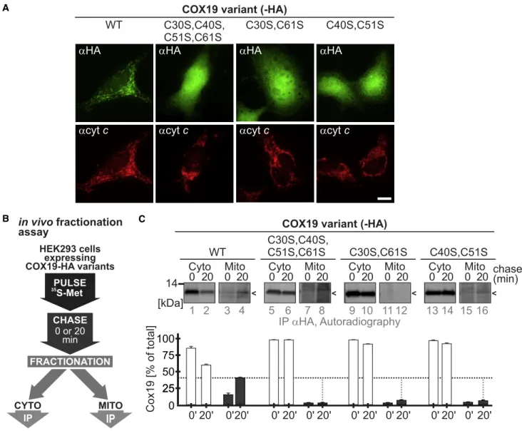 Figure 2. Interaction with CHCHD4 Does Not Result in Mitochondrial Retention of COX19 Cysteine Variants