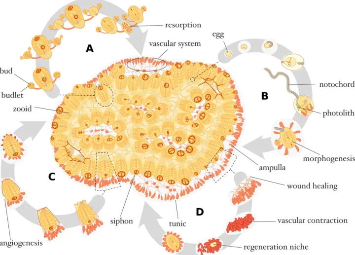 Figure 1. Botrylloides leachii schematic physiology. Top-view of a stereotypical colony composed of 72 zooids