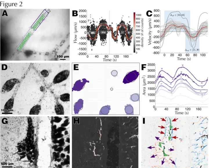 Fig. 2 Quantification of hemolymph circulation in B. leachii. (A) Raw frame overlaid with identified vessels (boxes) and PIV quantification (arrows)