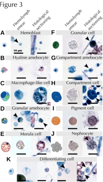 Fig.   3  Characterization   of  B.   leachii  hemocytes.  Stereotypical   schemas   along  with   characteristic   images   of   all hemocytes identified in  B