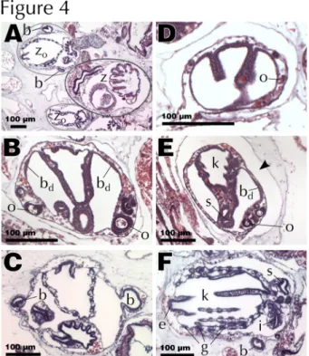 Fig. 4 Histology of palleal budding. Abbreviations: zooid (z), first-generation bud (z o ), second-generation bud (b), bud disc (b d ), oocyte (o), endostyle (e), pharyngeal basket (k), stigmata (g), intestine (i), stomach (s)