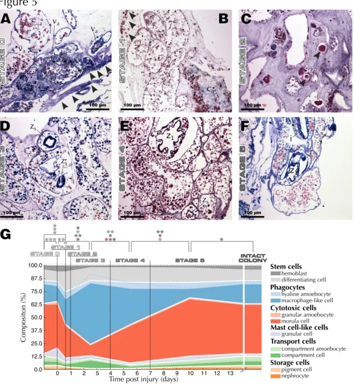 Fig. 5 Progression of B. leachii WBR. Abbreviation: hemolymph aggregate (v a ), collagen (c n ), spheroid bud (z s ), first- first-generation   bud   (z o ),   intestine   (i)
