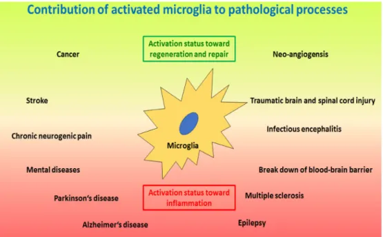Figure 3: Schematic drawing of important processes where activated microglia play a crucial role
