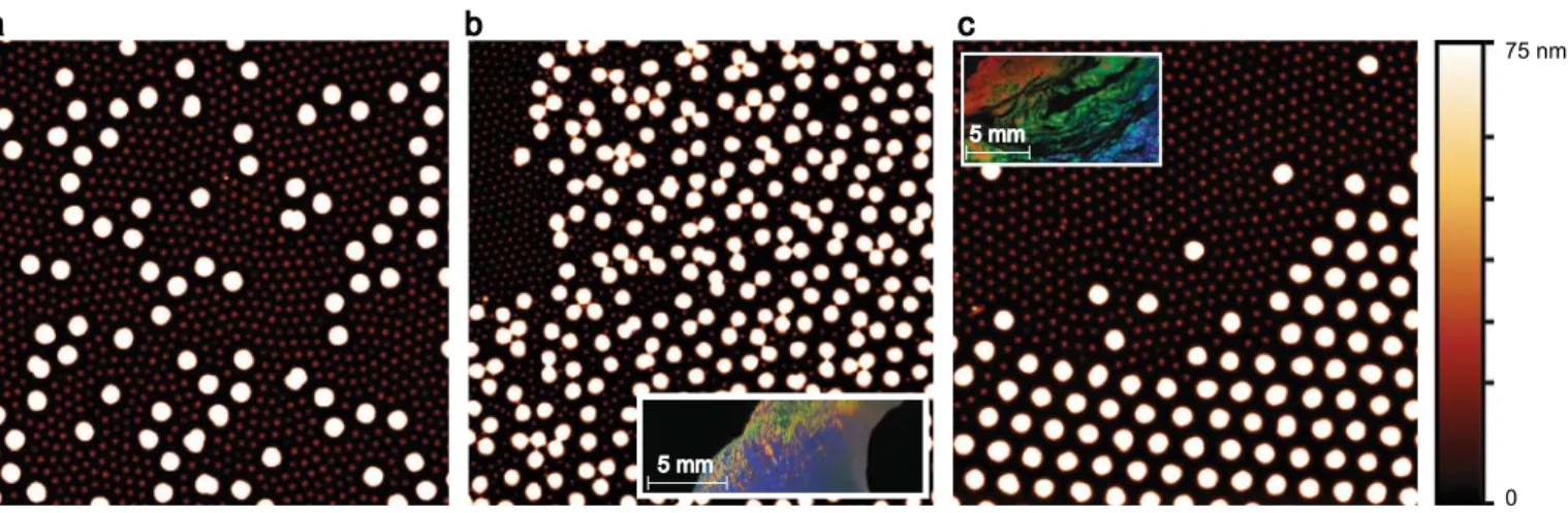 Fig. S3. AFM height images (20x20 μm 2 ) of microgels deposited on silicon substrates depicting binary assembly of microgels in bulk and at the water/hexane interface