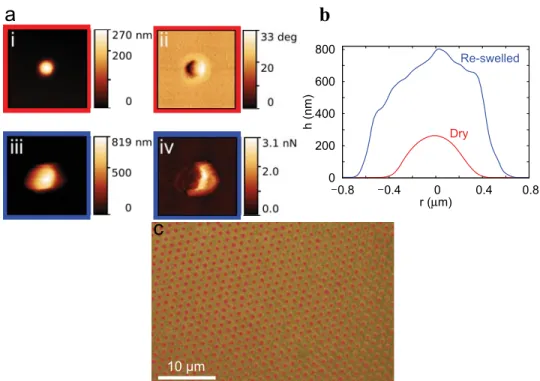 Fig. S4. Characterization of the re-swelling in water for big microgels deposited on a silicon wafer to test their behavior when they are immersed in water for the second deposition of the small microgels