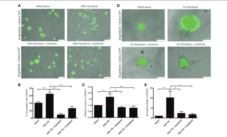 FIGURE 2 | Dasatinib and Erdafitinib reduce fibroblasts-induced SW620 cancer cell elongation, migration and invasion in vitro