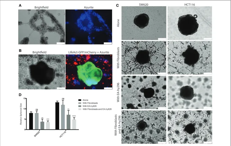 FIGURE 6 | Co-culture with endothelial cells under 3D conditions inhibits SW620 and HCT116 spheroid growth in vitro