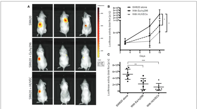 FIGURE 7 | Co-injected endothelial cells reduce SW620 colon cancer growth in vivo. (A) Representative images of luciferase activity in mice subcutaneously injected with SW620-A299 in the presence or absence of EA.hy296 or HUVEC after 8 days