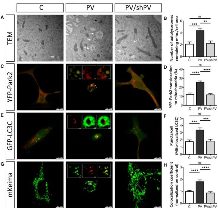 Fig. 7    Removal of mitochondria by mitophagy is more pronounced  in PV-expressing cells