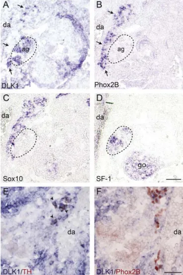Fig. 3. Expression of DLK1 in (A) the adrenal gland and (D) the organ of Zuckerkandl at E11.5.