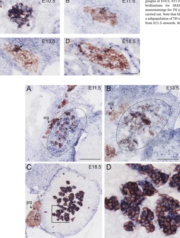 Fig. 5. Expression of DLK1 in the developing adrenal gland at (A) E11.5, (B) E13.5, and (C) E18.5