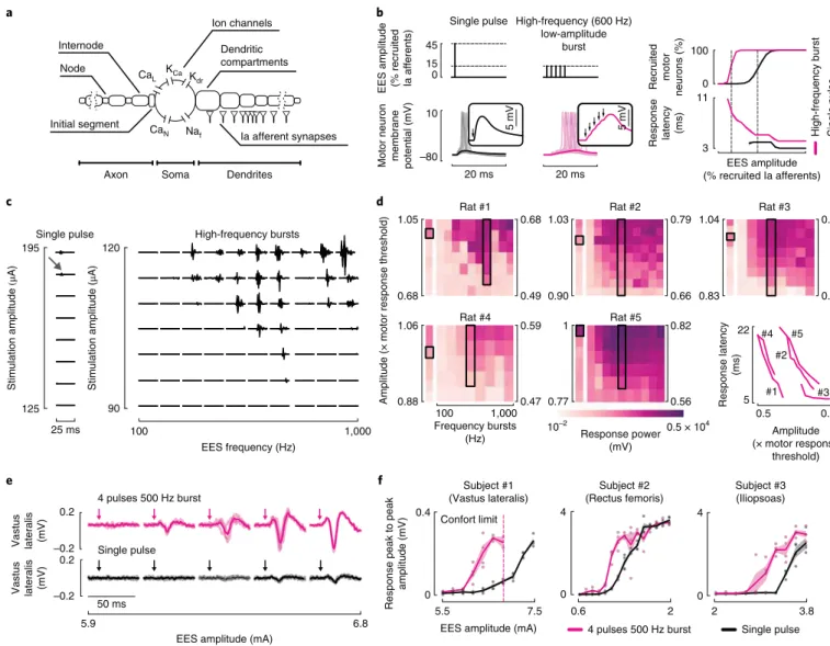 Fig. 8 | High-frequency, low-amplitude bursts of EES recruit motor neurons through temporal summation of EPSPs