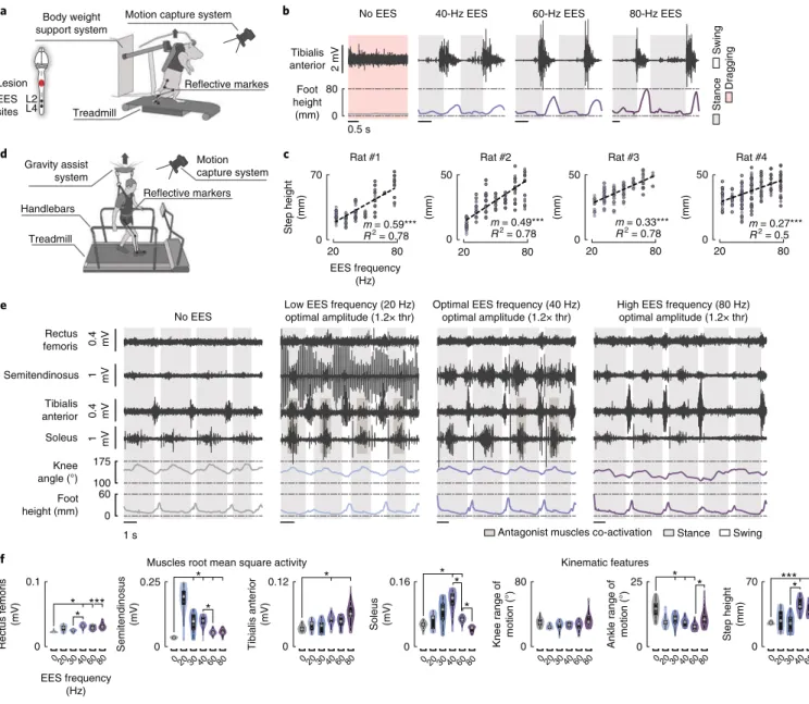 Fig. 6 | Impact of EES frequencies on muscle activity and leg kinematics during locomotion in rats and humans