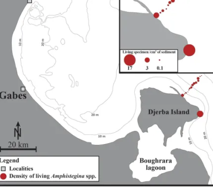 Figure 3. Current distribution and  densities of living (stained)  Amphistegina spp. in surface  sediments collected along the  southern Tunisian coast in 2014