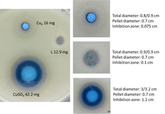 Figure S10  . Kirby Bauer test of the Cu6-complex; L –ligand; and blank CuSO 4  against bacteria E