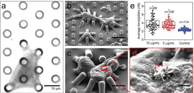 Figure 5.  a–c) Selected frames of time-lapse bright-ﬁeld/ﬂuorescence (BF-FL, left) and ﬂuorescence (right) images at: a) 0, b) 4, and c) 12 h after  injury showing the clearance of CNTs (black) by macrophages (green); compartmentalization of CNTs inside m