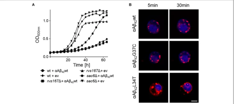 FIGURE 4 | Interference of α A β 42 with endocytosis. (A) Growth profiles of wild-type cells and rvs167 1 or sac6 1 cells transformed with the empty vector (ev) or a construct allowing for expression of α A β 42 wt when grown on galactose-containing medium