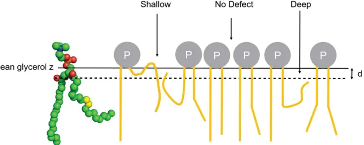 FIGURE  S1:  Schematic  representation  of  lipid-packing  defects.  The  gray  spheres  represent  the  polar  head  of  lipids  and  the  orange  sticks  represent  the  aliphatic  acyl  chains