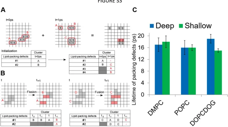 FIGURE S3: Lifetime of lipid-packing defects. (A) Spatial distribution of the lipid packing defects on a  grid at two consecutive time frame